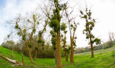 Mistletoe trees in Danube Delta Stock Photos