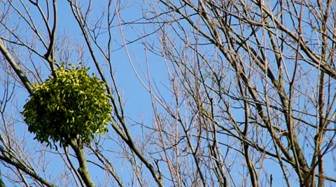 Mistletoe in the trees Stock Footage 36183338