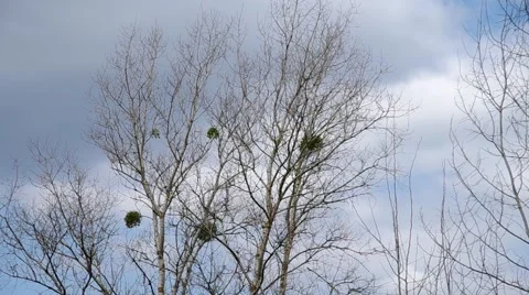 Mistletoe in the trees Stock Footage 50425564