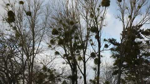 Mistletoe In The Trees Stock Footage 147927874