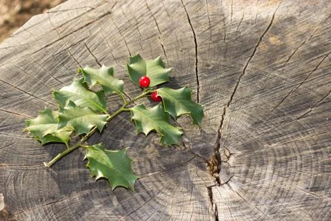 Mistletoe on a trunk Stock-Fotos