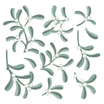 Mistletoe twigs elements set isolated on a white background, Vector illustrat Stock Illustration