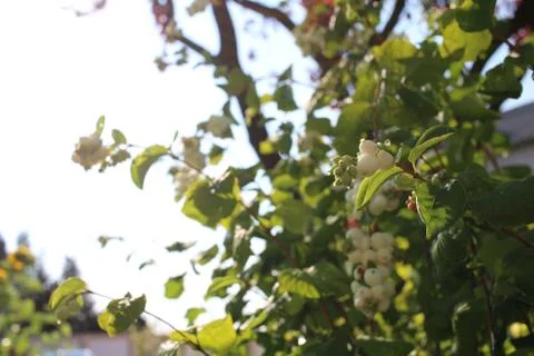 Mistletoe type of flower Stock Photos