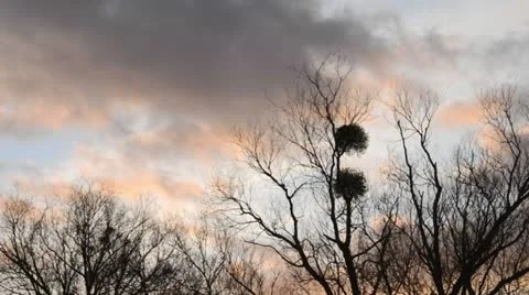 Mistletoe (Viscum album) in bare trees Stock Footage 12676876