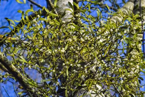 Mistletoe, Viscum album, on a birch in the autumn Stock Photos