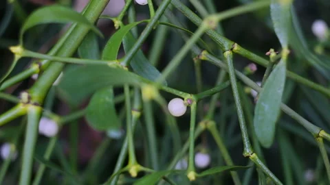 Mistletoe with white berries growing on a tree. Stock Footage 157101563