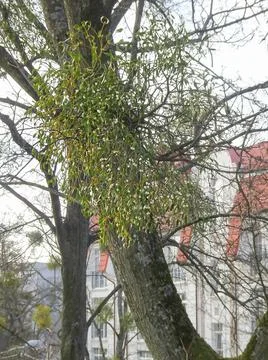 Mistletoe with white berries on a spring tree, selective focus Stock Photos