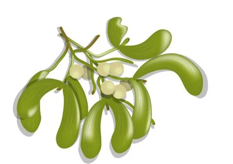 Mistletoe on white Stock Illustration