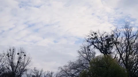 Mistletoes on trees Stock Footage 245583980