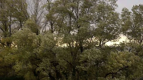 Mistral 2. Stock Footage 888261