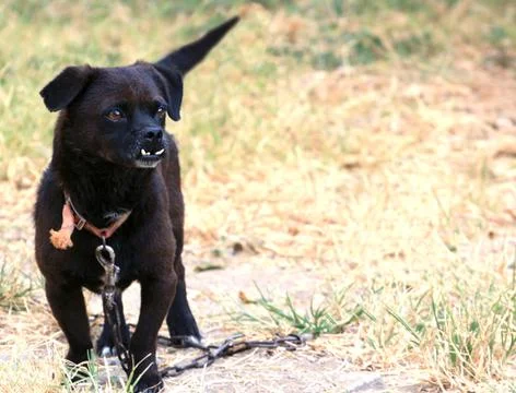 Mistreated dog Stock Photos