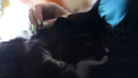 The mistress caresses the cat on the head Stock Footage 101419578