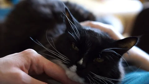 The mistress caresses the cat on the head Stock Footage 101419593