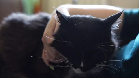 The mistress caresses the cat on the head Stock Footage 101419597