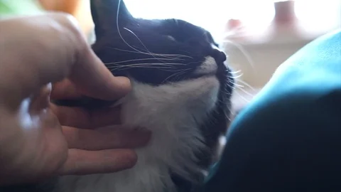 The mistress caresses the cat on the head Stock Footage 101419625