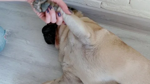 The mistress combing the pug. Stock Footage 93267022