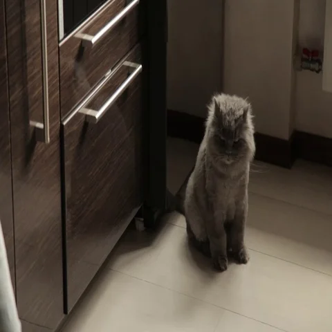 Mistress communicates with their cat Stock Footage 69294498