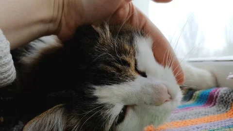 The mistress is stroking a Norwegian Forest Cat. He likes it a lot, he bends and Stock Footage 101197744