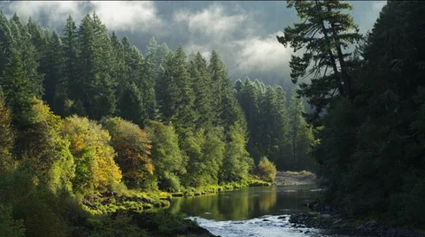 Mists blowing above tall evergreens along the North Umpqua River Canyon, Oregon Stock Footage 59105423