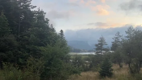 Misty Abant Lake Through Pine Forest at Evening Stock Footage 345519942