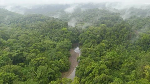 Misty aerial of river winding through lush rainforest canopy Stock Footage 331410130