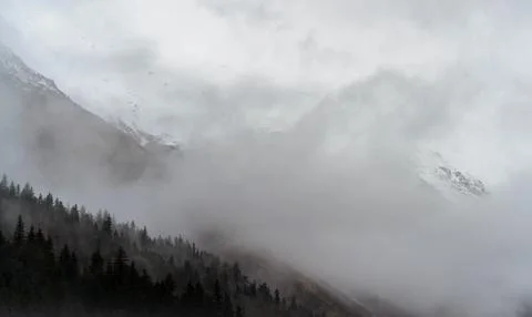 Misty Alpine Forest 库存照片