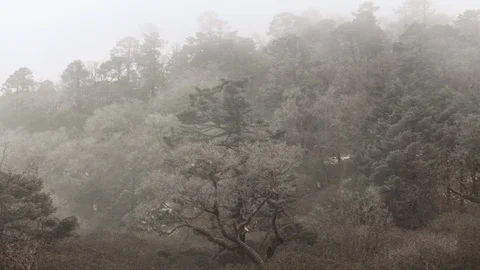 Misty alpine forest in Tengboche, Nepal Stock Footage
