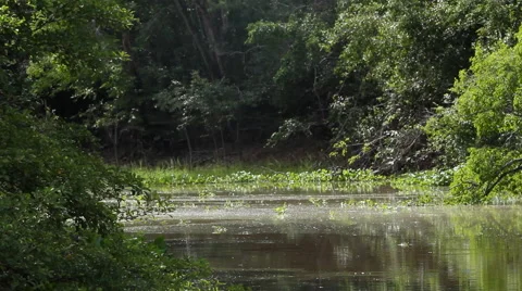 Misty Amazon River Stock Footage 45280275