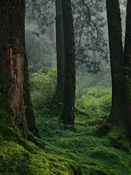 Misty Ancient Forest with Moss Covered Trees in Alishan, Taiwan Stock Photos