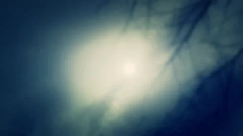 Misty atmosphere. Tree Branch through a fog Stock Footage 43305023