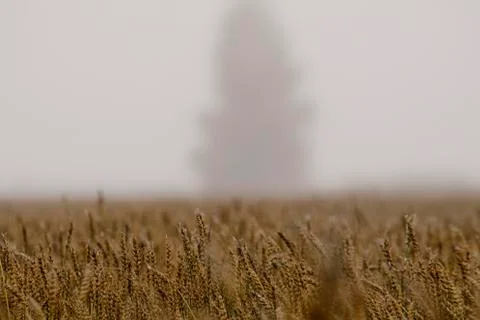Misty autumn fields Stock Photos