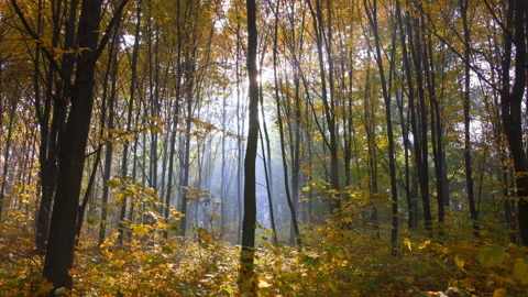 Misty autumn forest with a sun rays falling on a colorful carpet of leaves Stock Footage 98375550