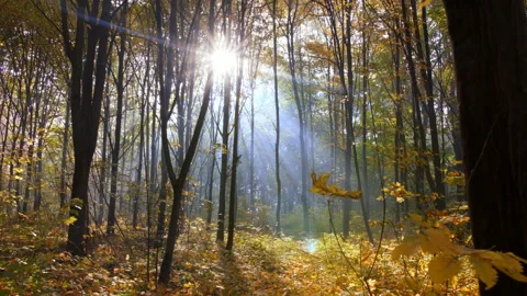 Misty autumn forest with a sun rays falling on a colorful carpet of leaves Stock Footage 98375644