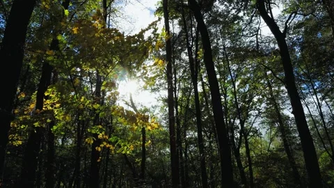 Misty Autumn Forest, Sunlight Shines Through Tall Trees Stock Footage 334881930