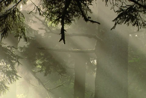 Misty bands of diffused morning sunlight veiling background treetrunks Video stock 86883819