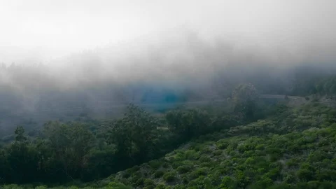 Misty beech forest on the mountain slope in a nature reserve Stock Footage 120697661