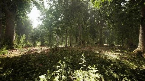 Misty beech forest on the mountain slope in a nature reserve Stock Illustration