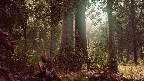Misty beech forest on the mountain slope in a nature reserve Stock Illustration