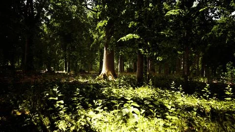 Misty beech forest on the mountain slope in a nature reserve Stock Illustration