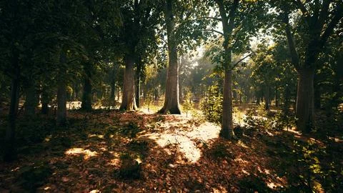 Misty beech forest on the mountain slope in a nature reserve Stock Illustration