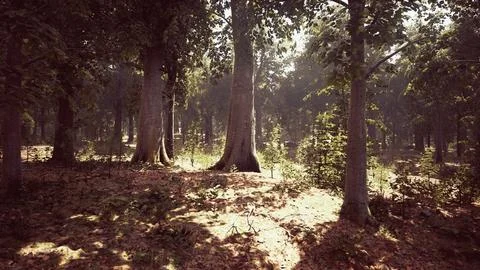Misty beech forest on the mountain slope in a nature reserve Stock Illustration