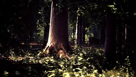 Misty beech forest on the mountain slope in a nature reserve Stock Illustration