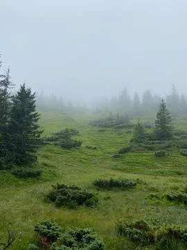 Misty beech forest on the mountain slope in a nature reserve. Stock Photos