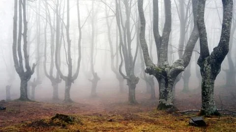 Misty beech forest Stock Photos