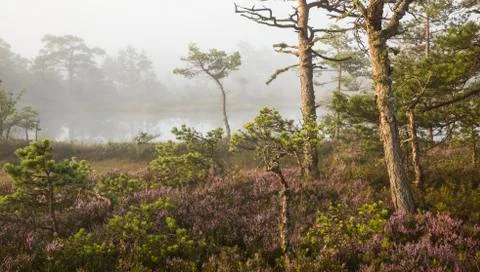 Misty bog landscape with the flowering heather and lake Stock Photos