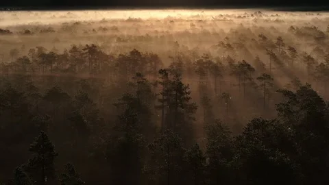 Misty bog sunrise 2 Stock Footage 314877557