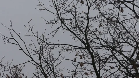 Misty branches 1 Stock Footage 107726451