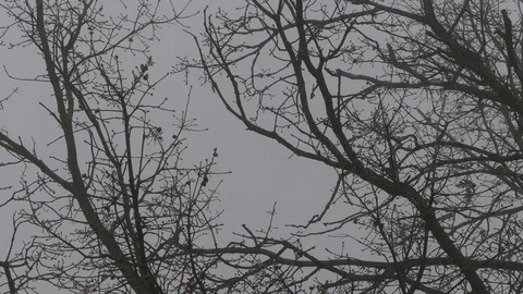 Misty branches 4 Stock Footage 107726438