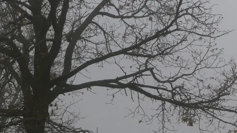 Misty branches 5 Stock Footage 107726447