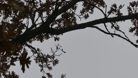 Misty branches 6 Stock Footage 107726473